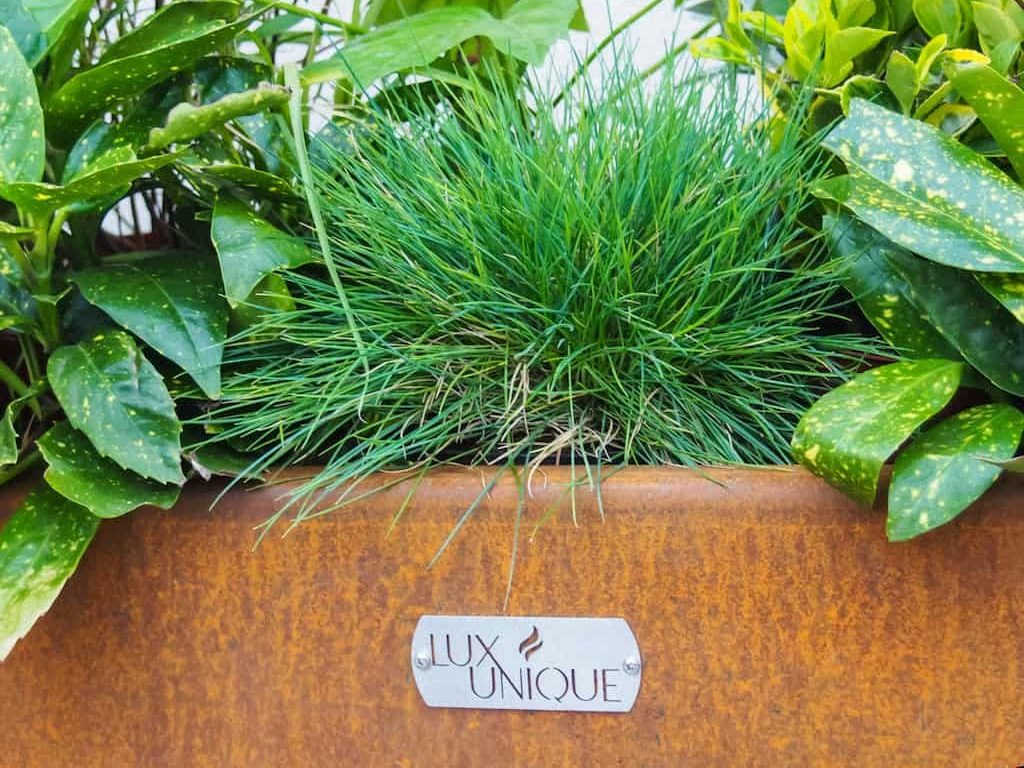 green plants growing inside a corten planter with an oranage patina and a lux unique branded bade of the front